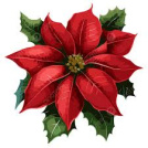 Poinsettia
